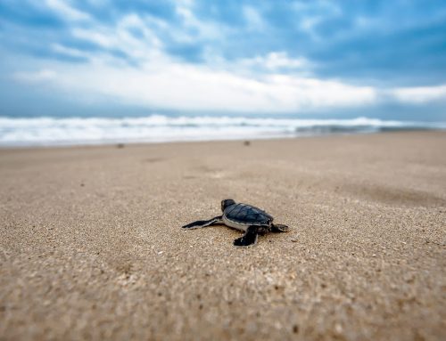 El año de la tortuga