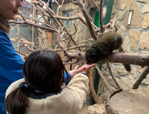 Os dejamos las mejores fotos de la visita de los alumnos del Cole de Celia y Pepe a La Granja de los Cuentos